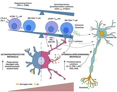 CD8+ T Cell-Mediated Mechanisms Contribute to the Progression of Neurocognitive Impairment in Both Multiple Sclerosis and Alzheimer's Disease?